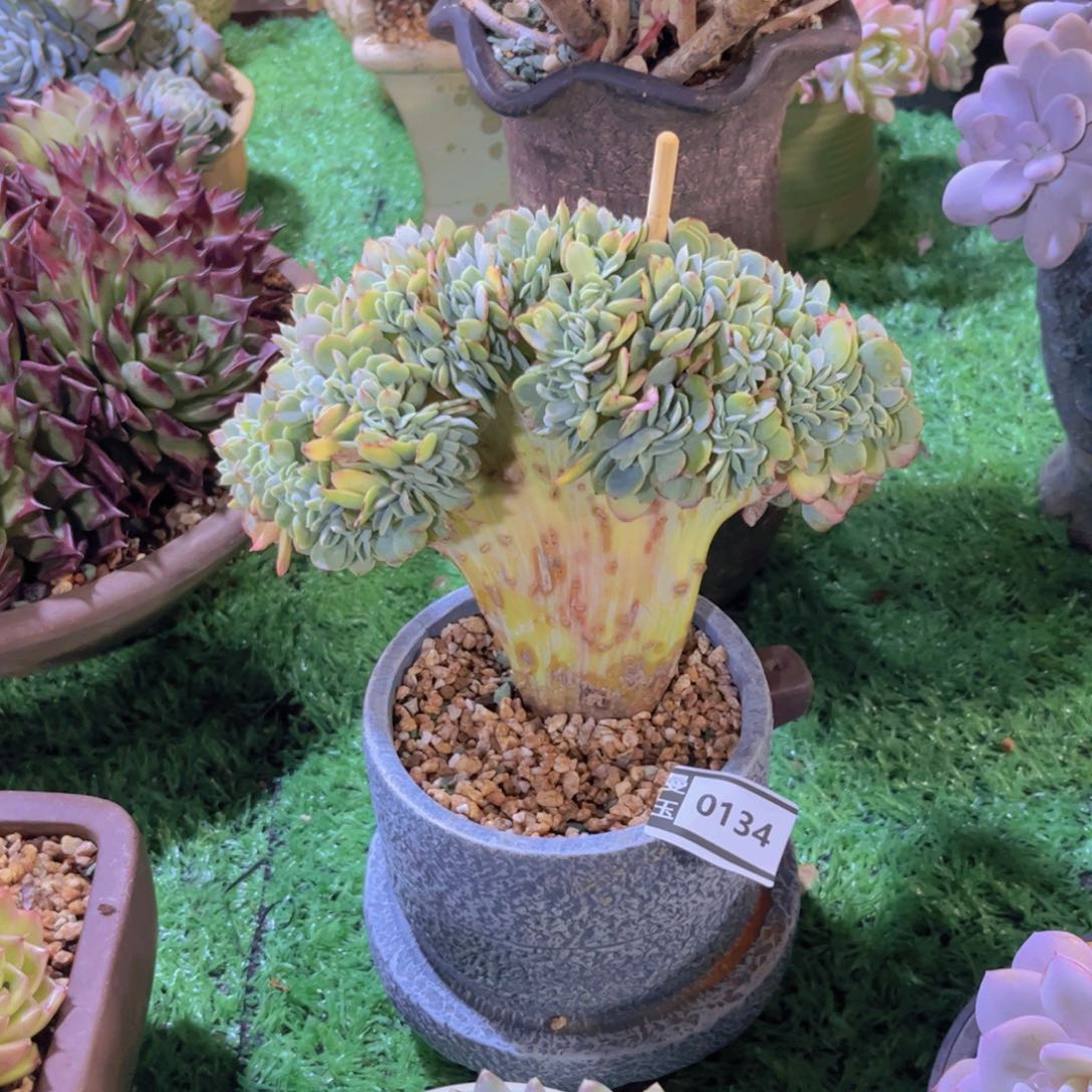 星娜塔缀多肉植物0134