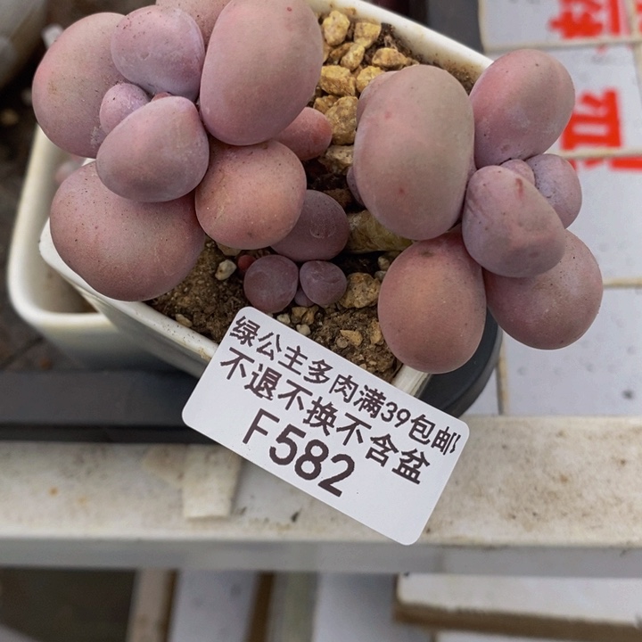 芭比奶洛582多肉植物