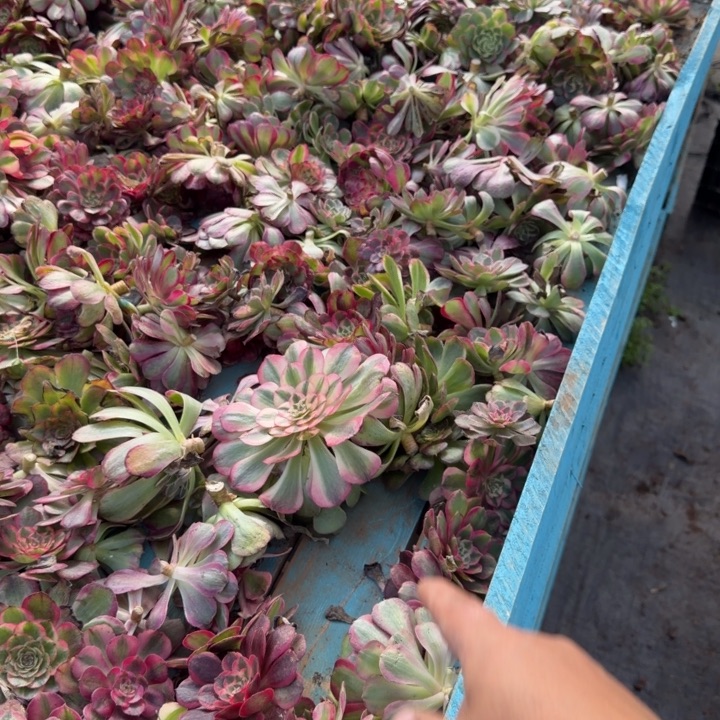 砍头苗十个发货啊