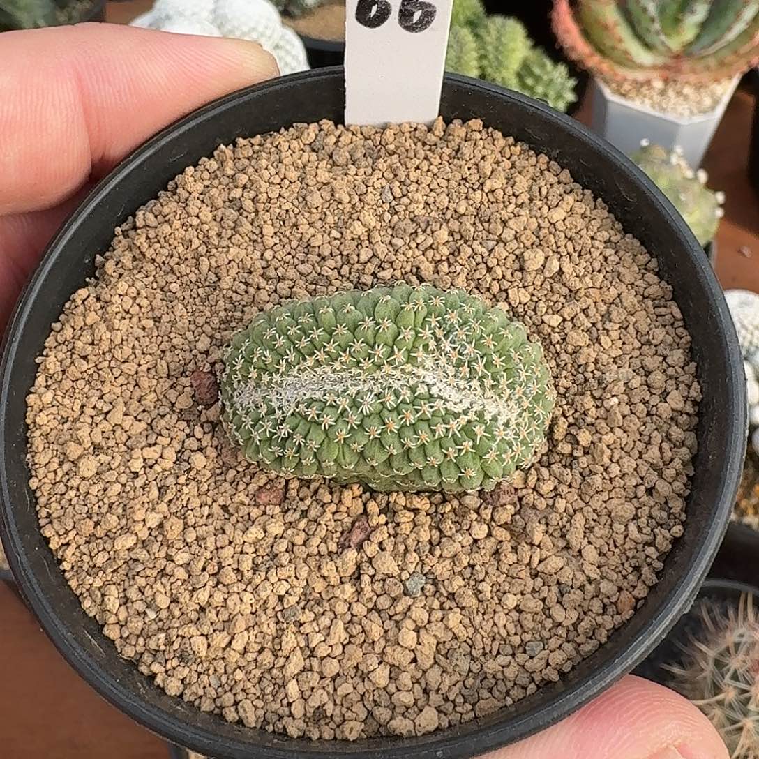 A***羅菊水缀花开花好看