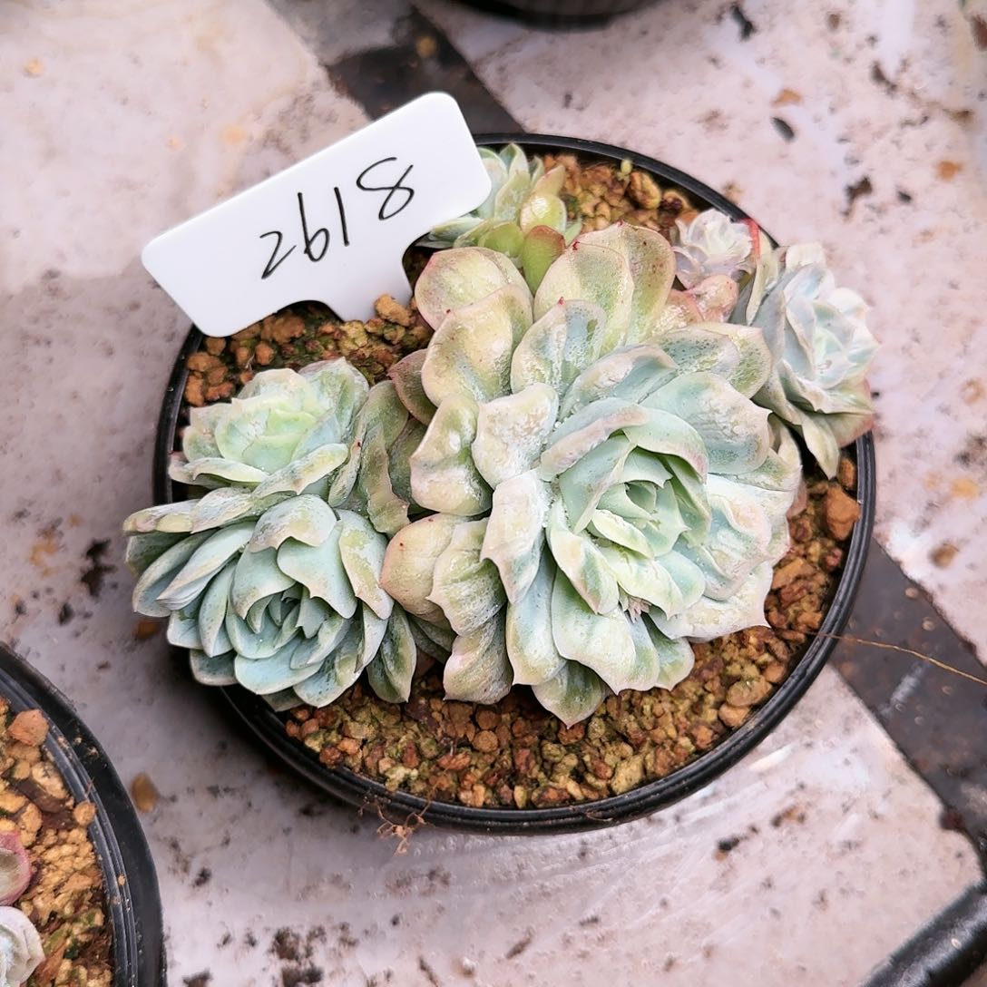 噉2618  号175        肉