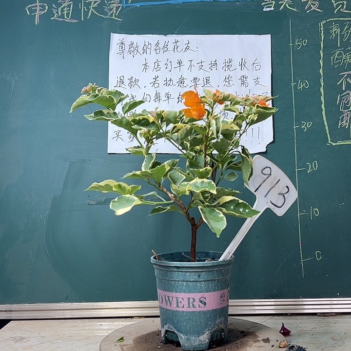 完全开放 橙色条纹  913