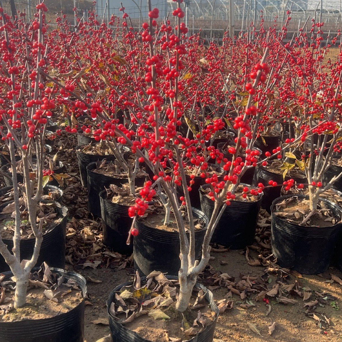 北美冬青红果花卉耐寒易养室内外高端盆栽绿植