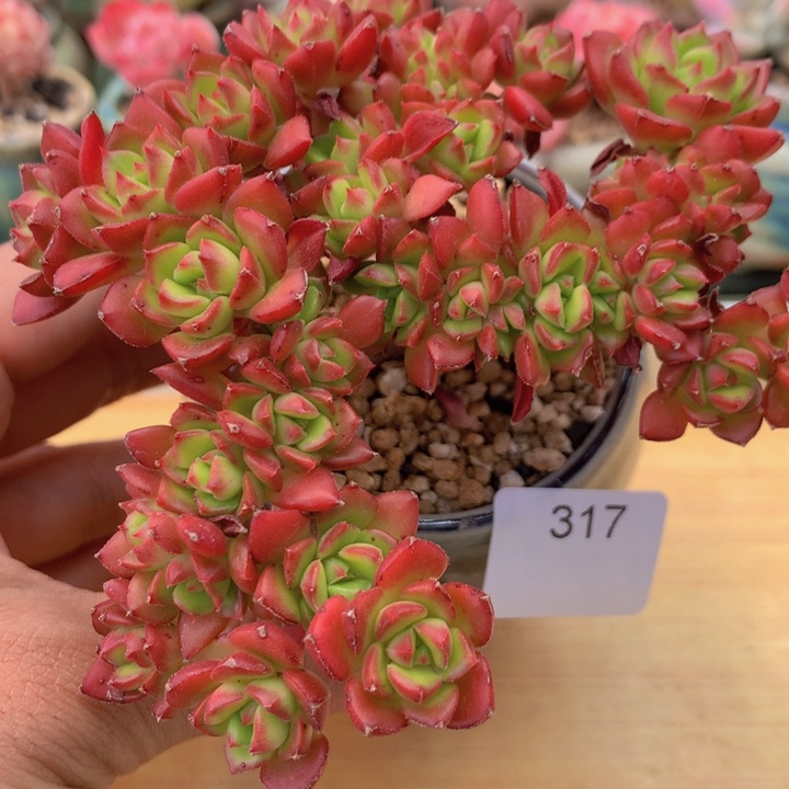 一物一拍满38包邮 317