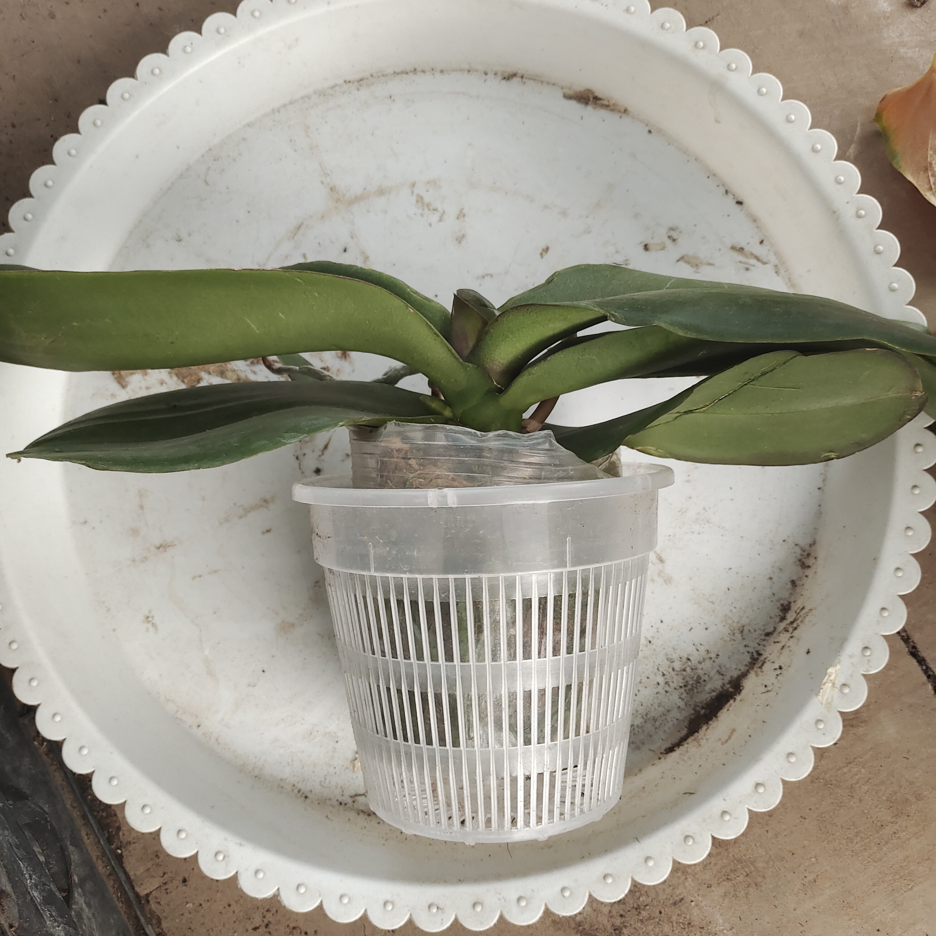 6棵花后苗蝴蝶兰6/棵组合链接花后苗微叶损不分花色可以联系客服