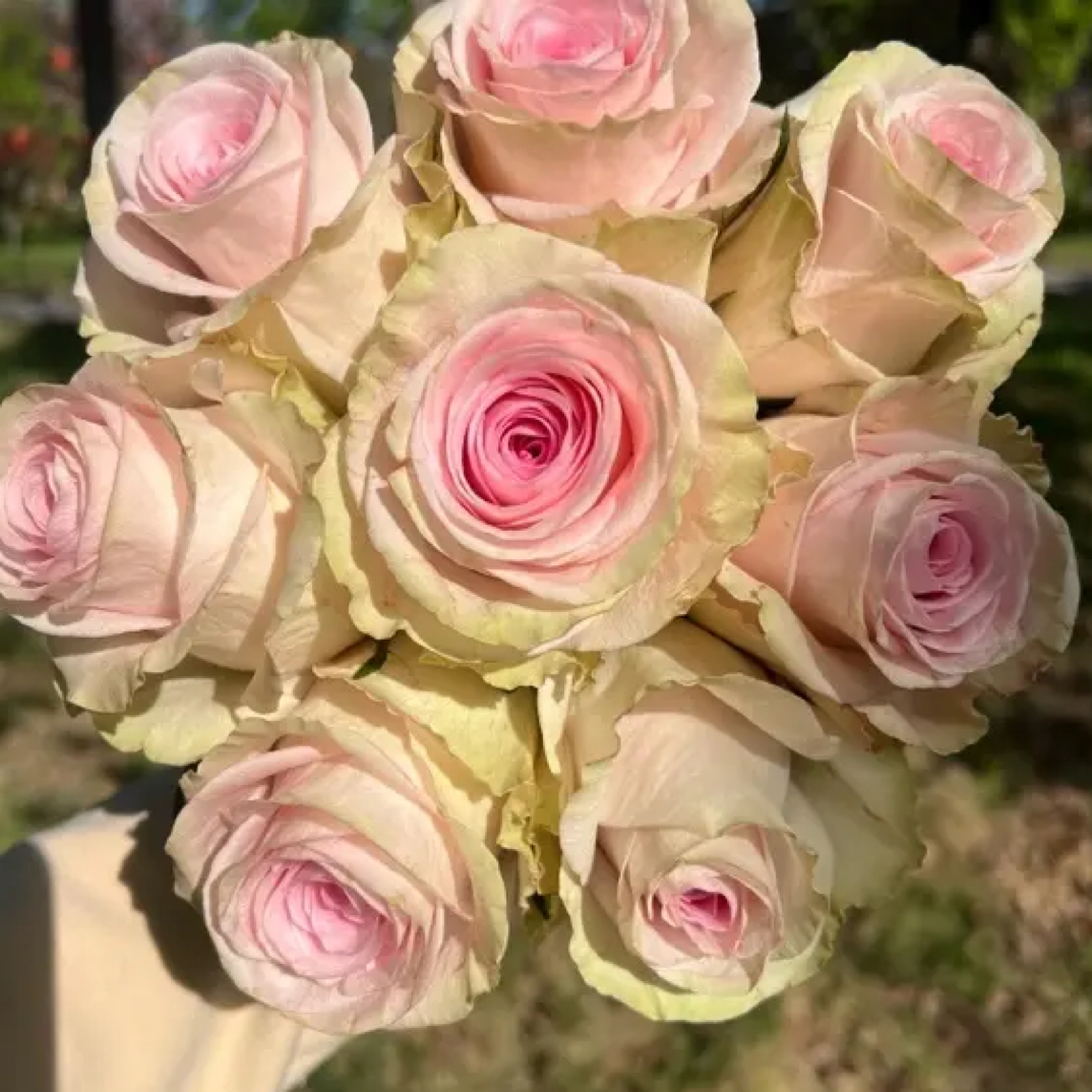 新品蒂娜玫瑰四季开花大花花期长有香好养抗病重复开花