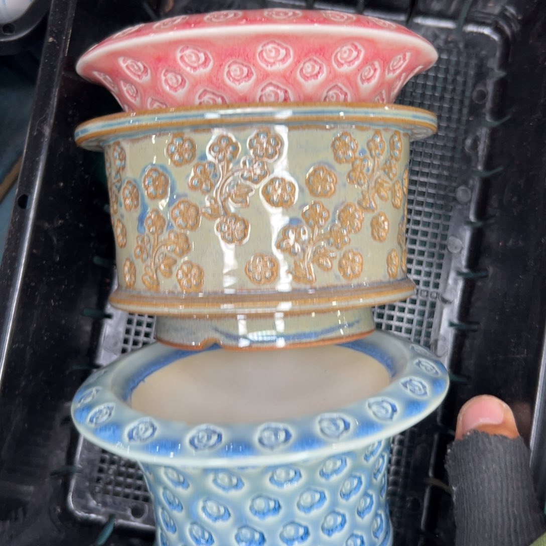 多肉一物一拍0115/27