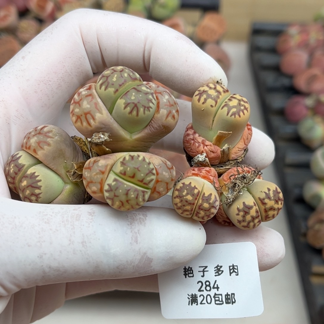 284号两颗母本三头丽红微徒