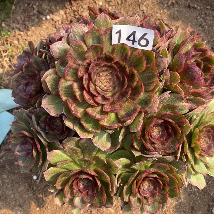 146多肉植物红丝绒油断枝