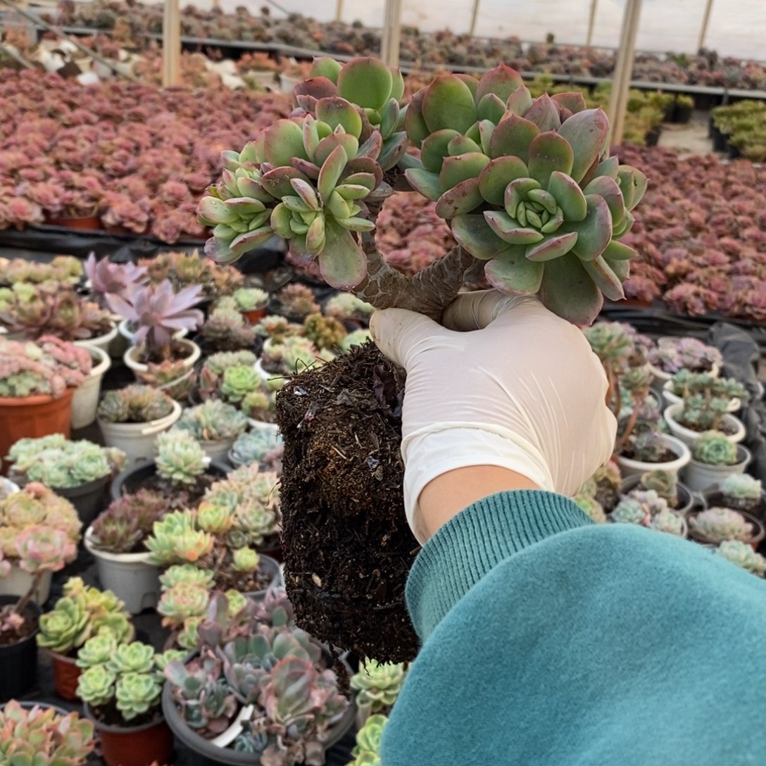 姜***️217绮罗仙子一物一拍