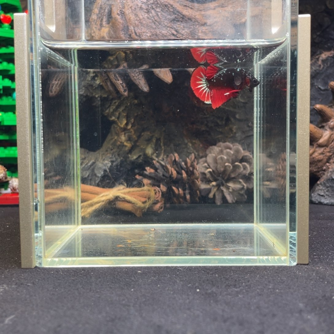 斗鱼十二月十一日竞价