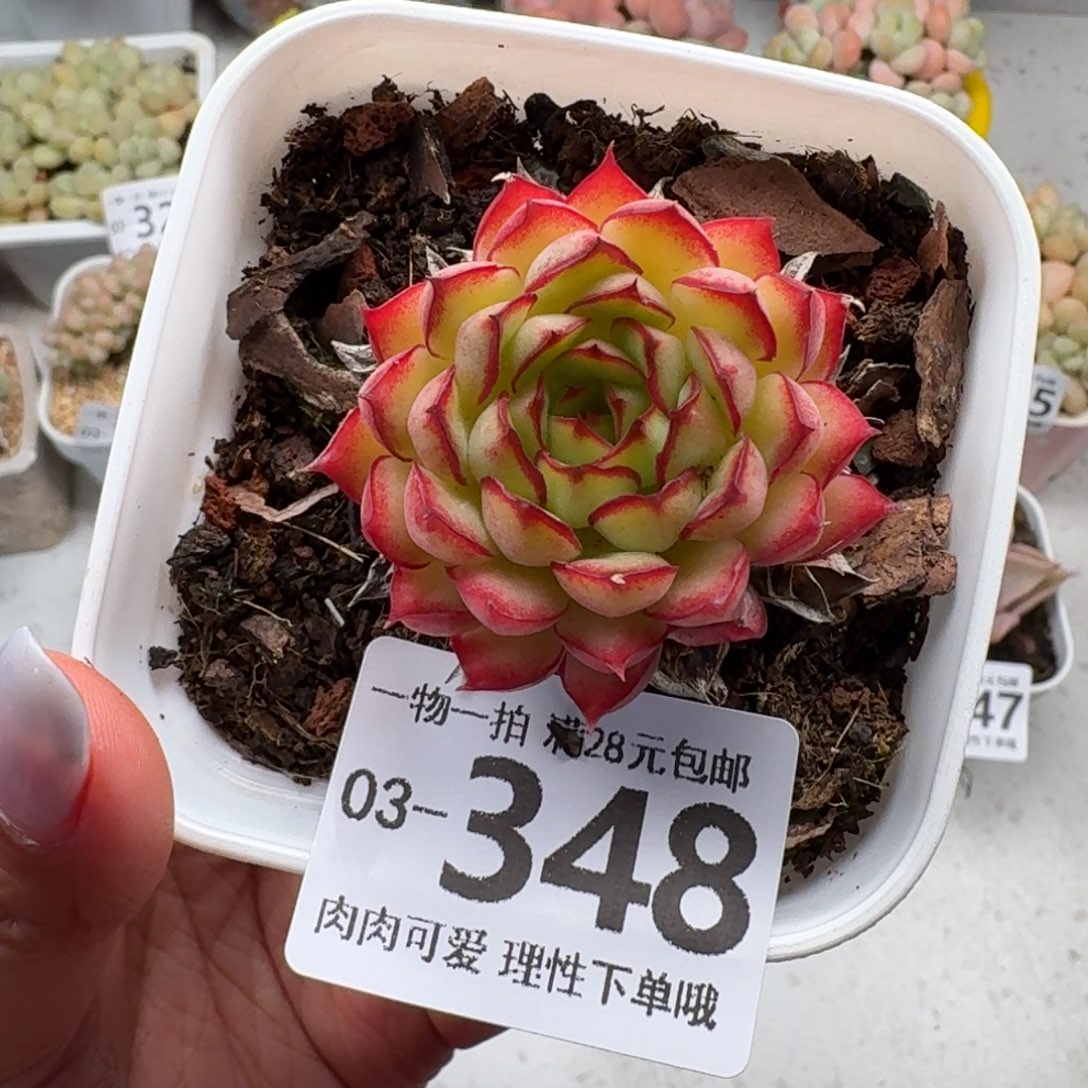 梦幻玫瑰无盆土发货无