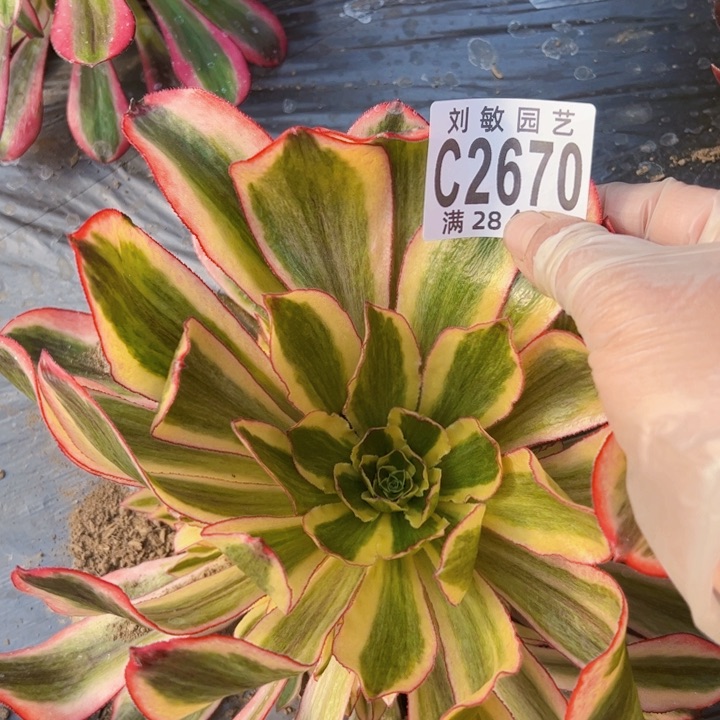 2670魅影多肉植物法师