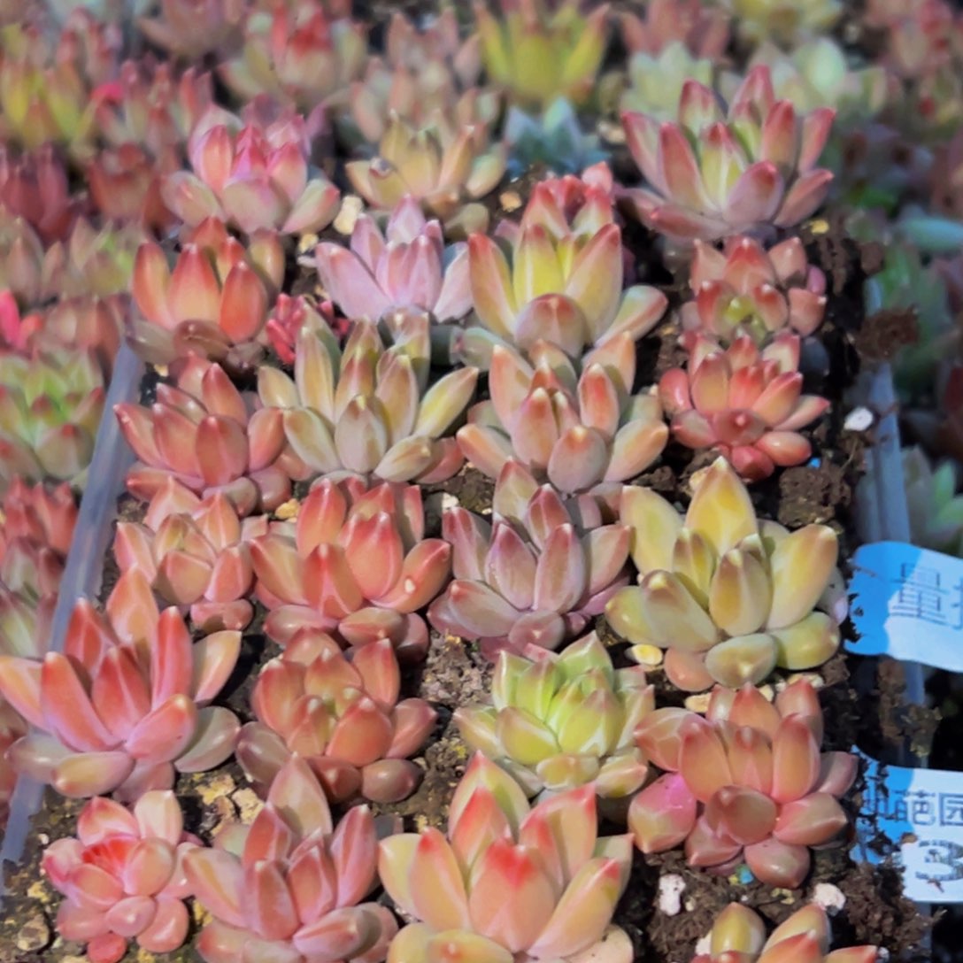 036多肉植物量拍一盒保底24颗