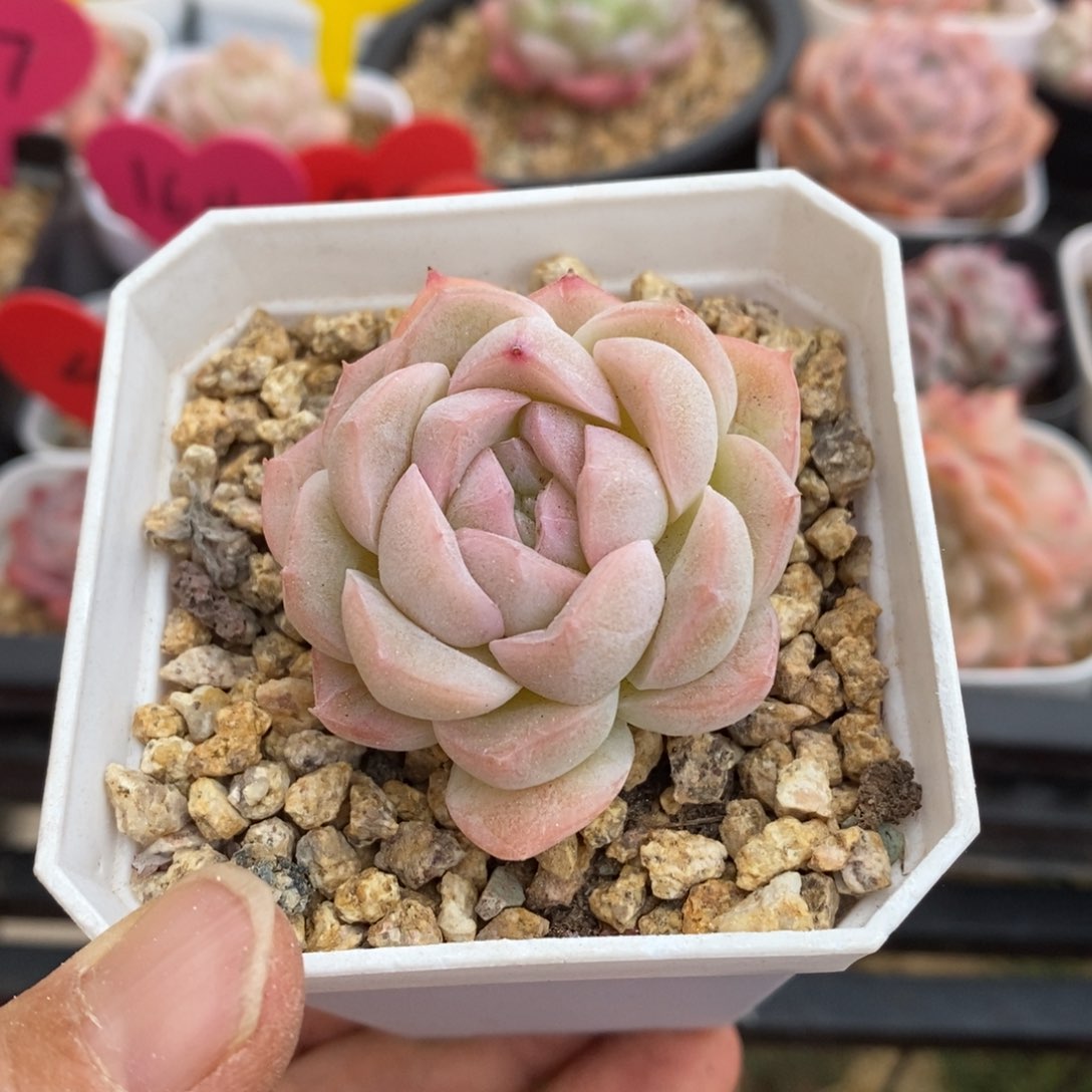 精品多肉一物一拍不包整107