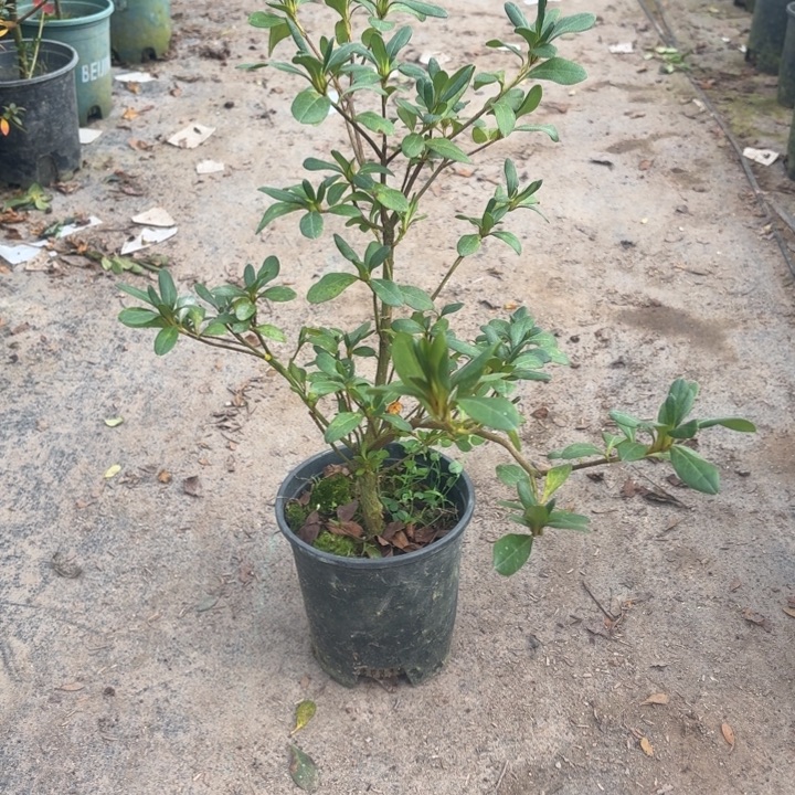 完全开放玉玲杜鹃花