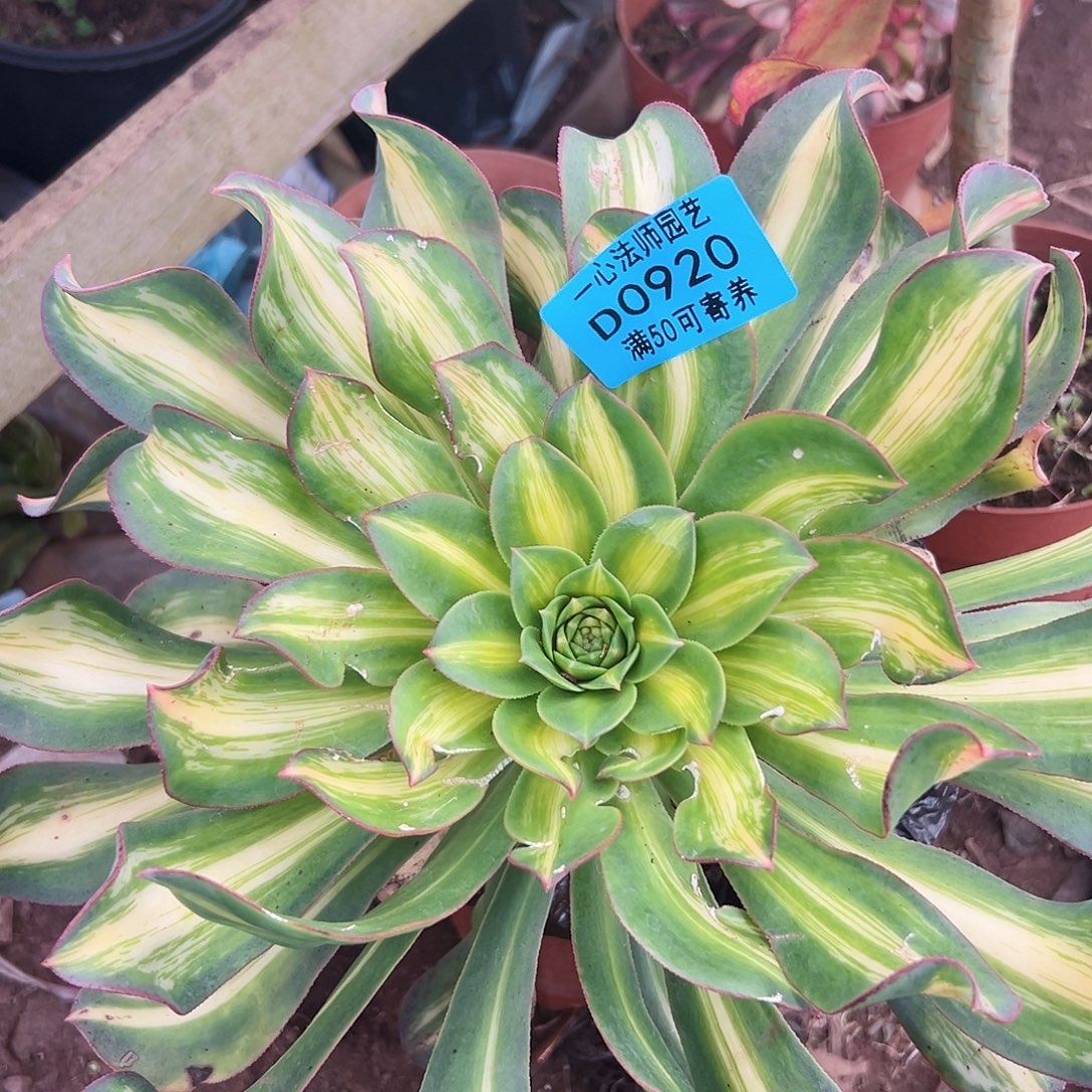 多肉植物多肉植物920