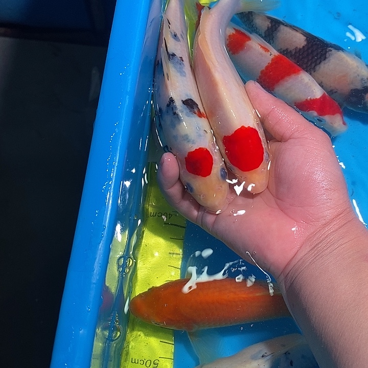 ****砖锦鲤纯种血统锦鲤观赏鱼