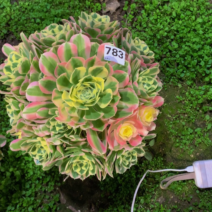 ️***界无花朵白凤783 寄养