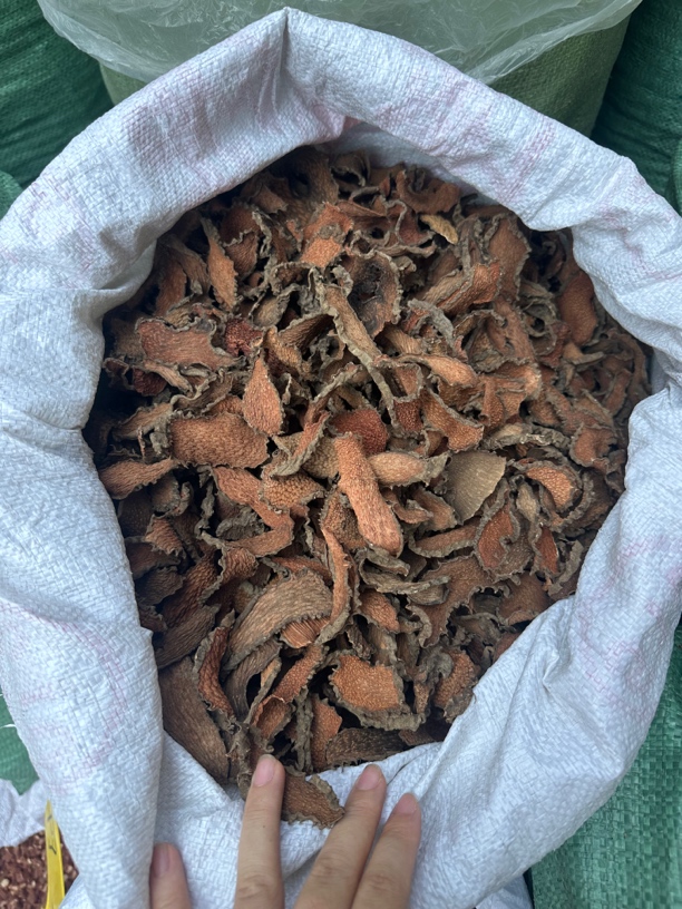 广西本地 五爪血龙