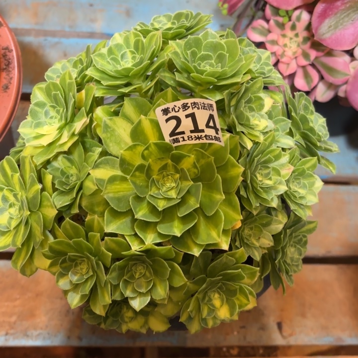 214翡翠琉璃掌心多肉法师锦不包侧枝断枝