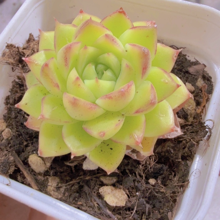 炫彩麦秆福利一颗