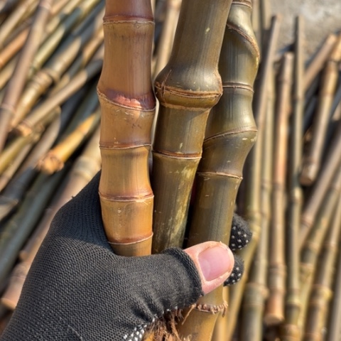 *****实心竹竹竹竹竹竹竹竹竹竹竹竹