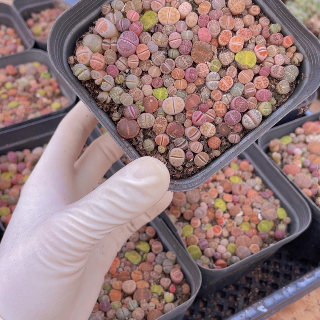 一盒彩切8888888888