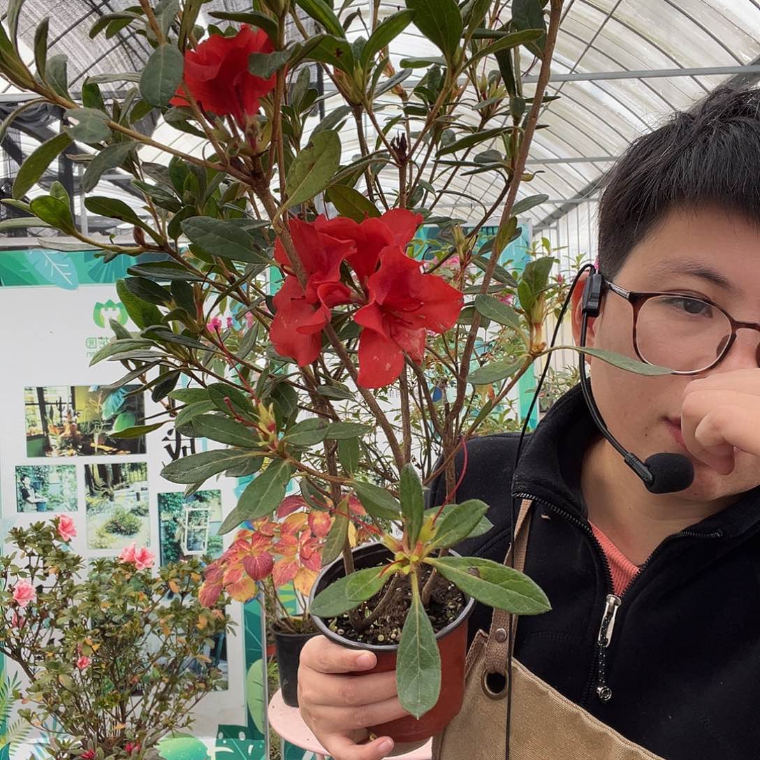 不***月完全开放余烬花王小苗杜鹃