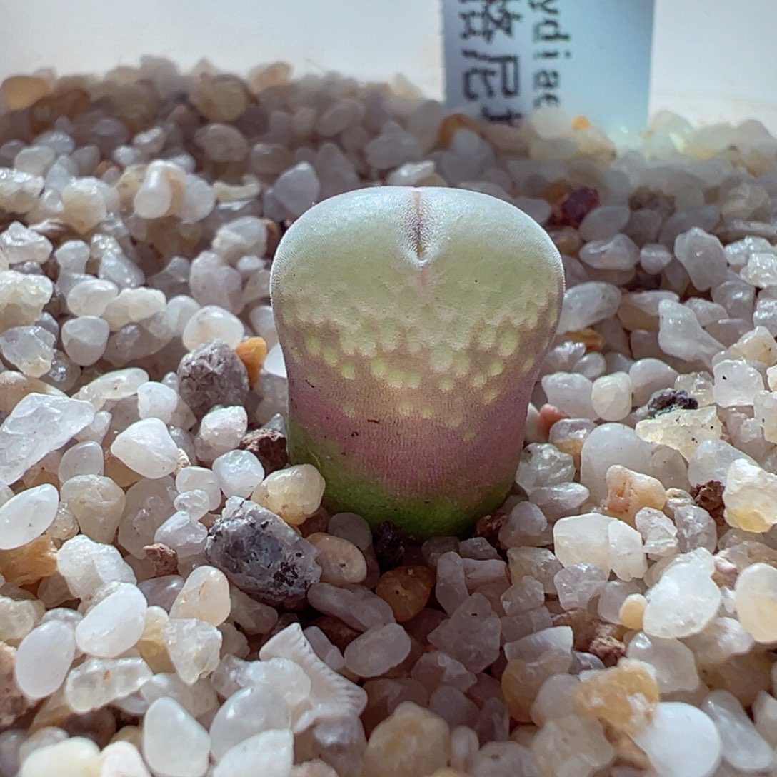 1231-535多肉多肉安格