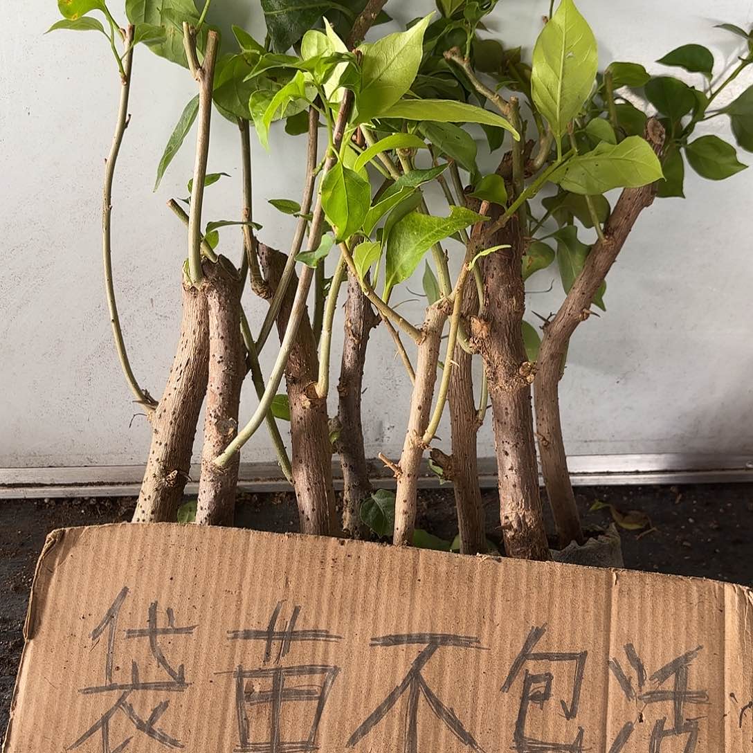 毒***生当前无花栽培后可以开花袋苗盲盒8颗18