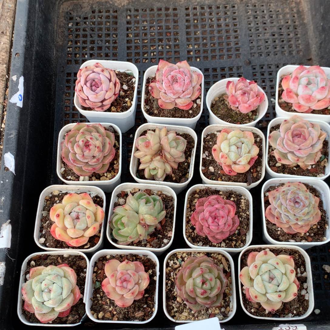 无花朵S87月英语英语