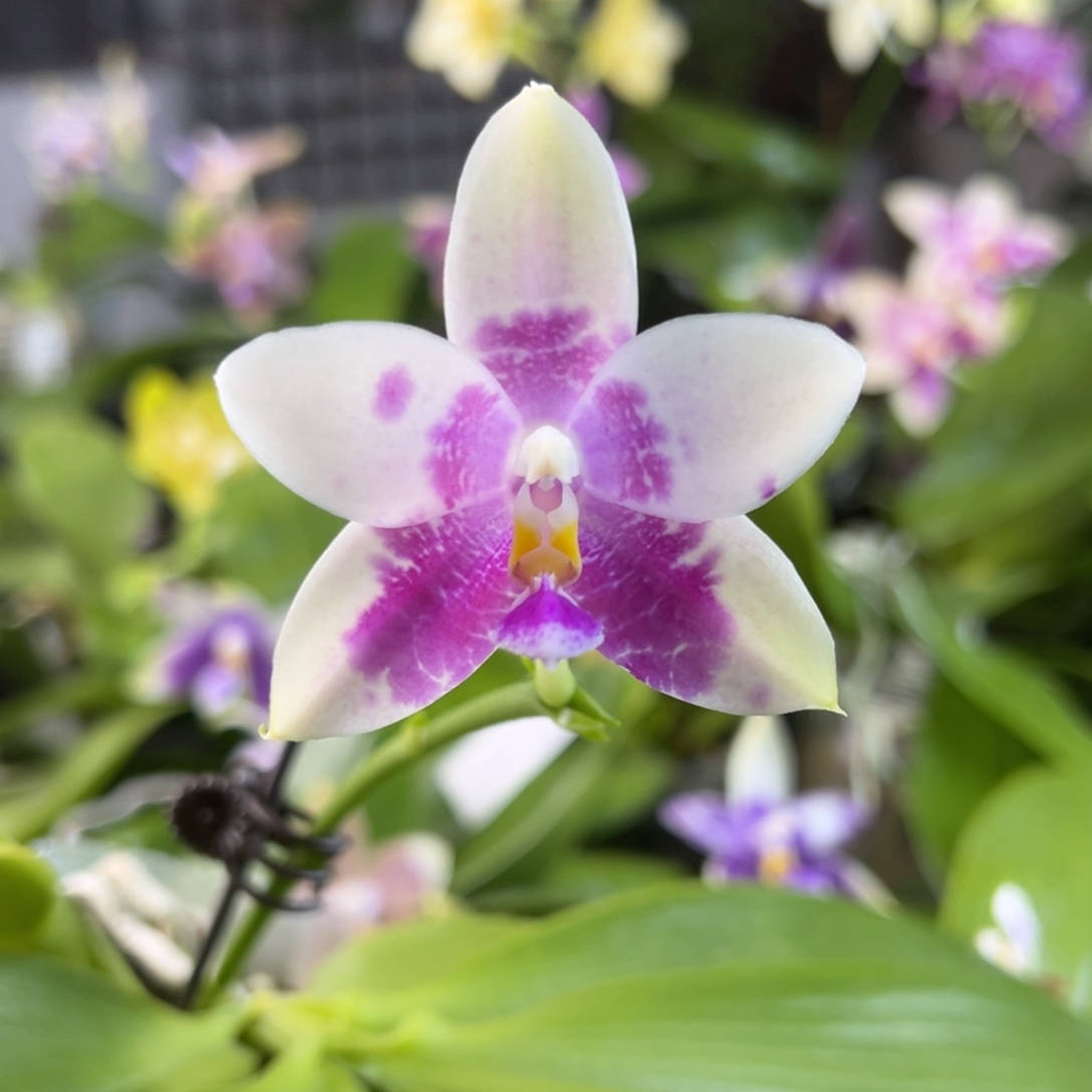 完全开放27号，108