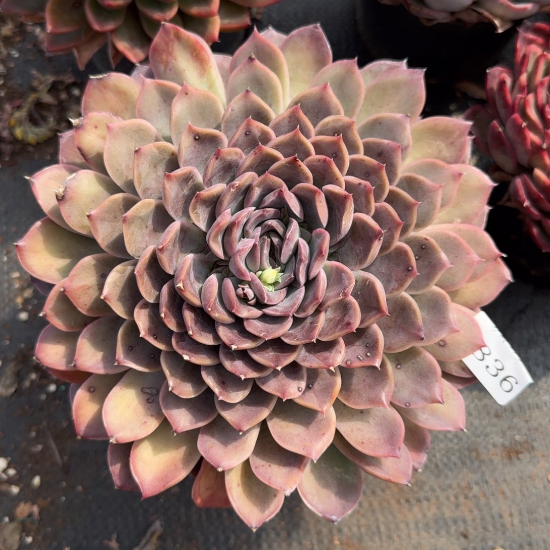 2836杂交多肉植物基地16冠