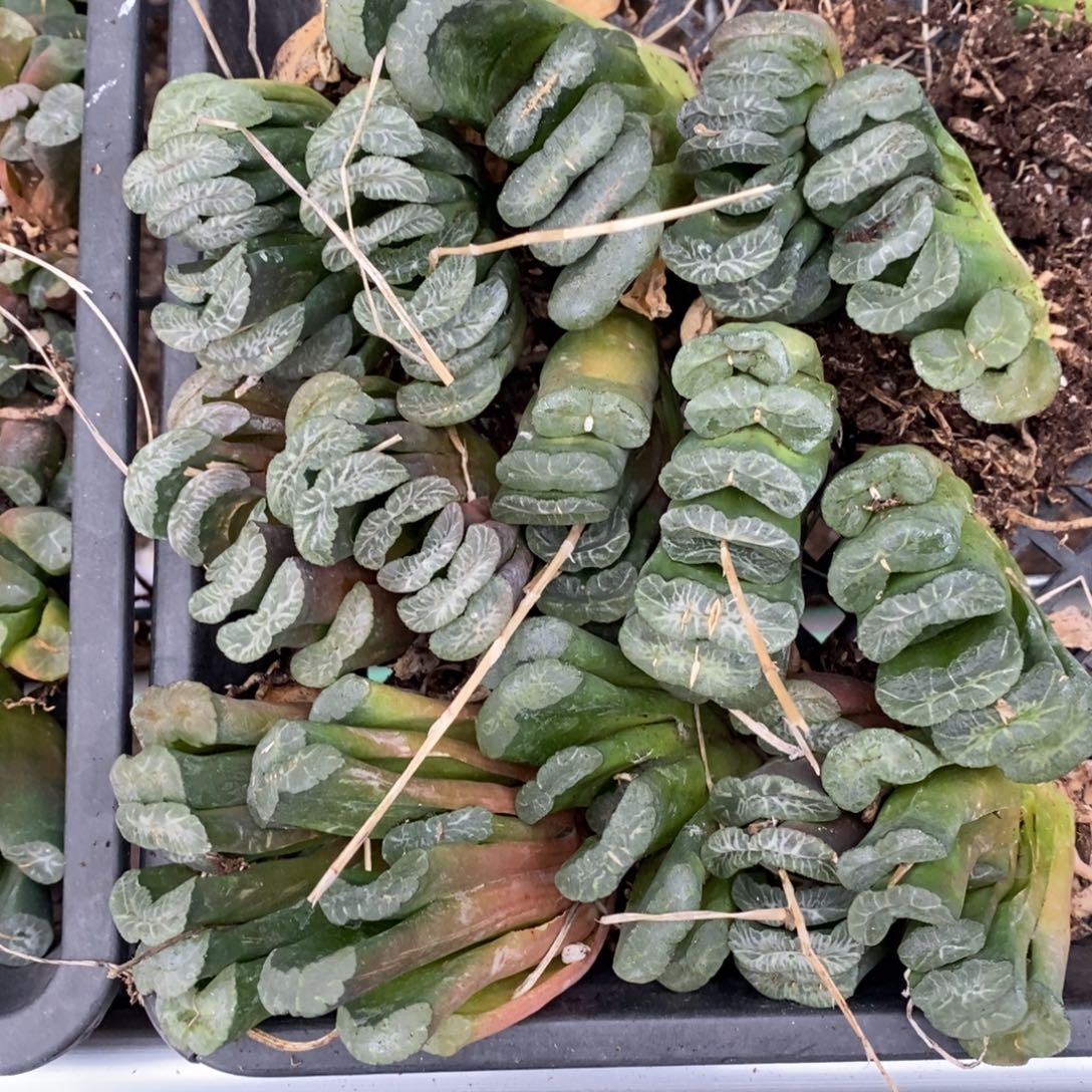 2322 一颗实生玉扇 整点福利