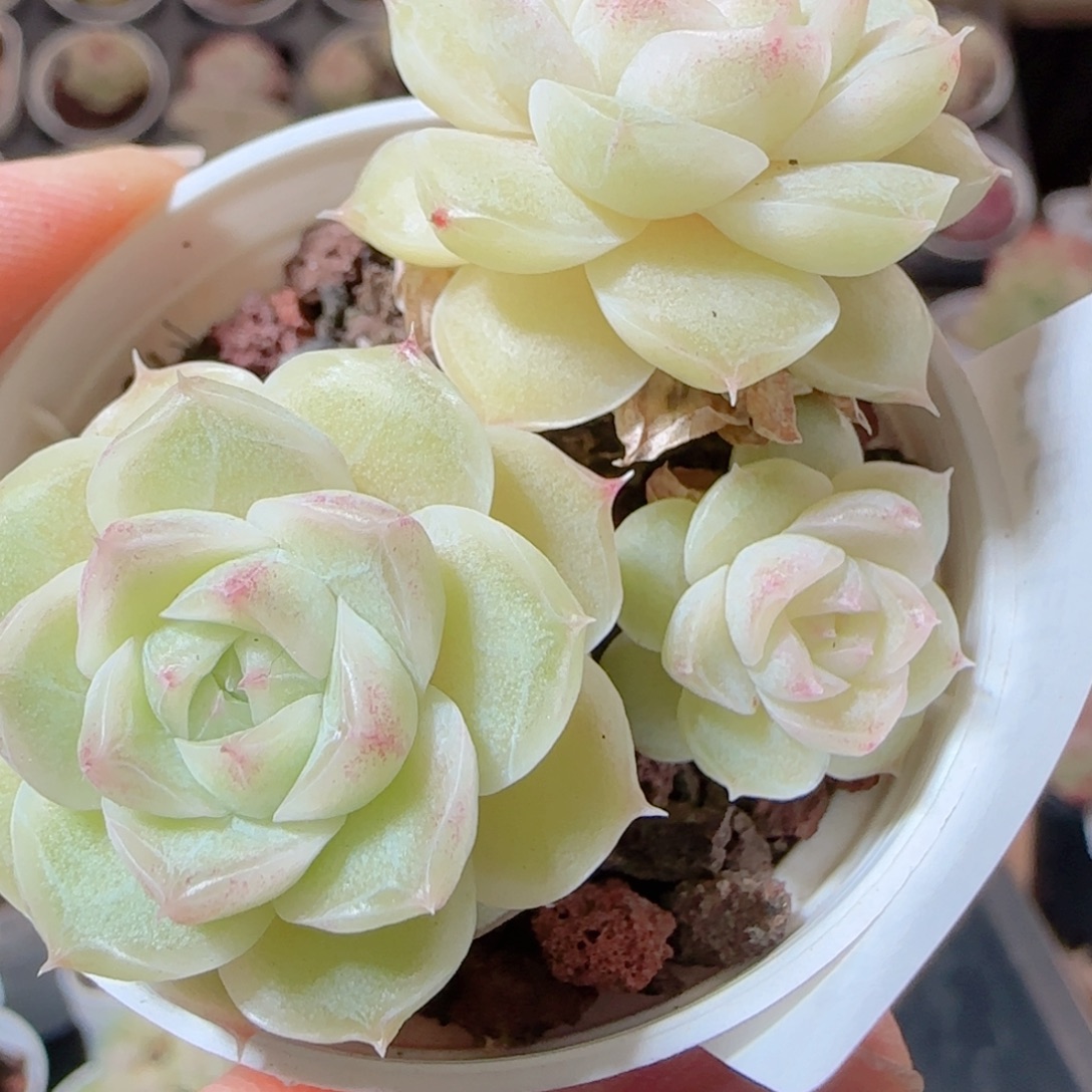 花语多肉1229-99散