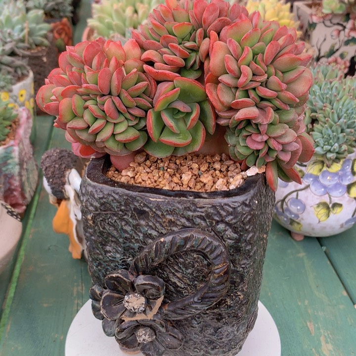 爱恋自然小树无砍自然群