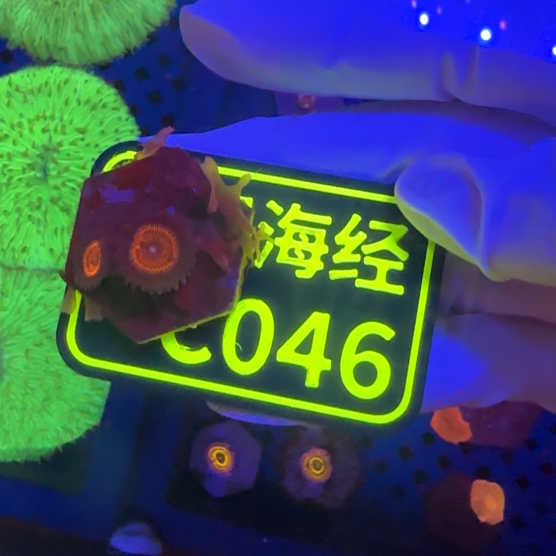 猴***哥纽扣珊瑚晓晓不包邮纽扣C046