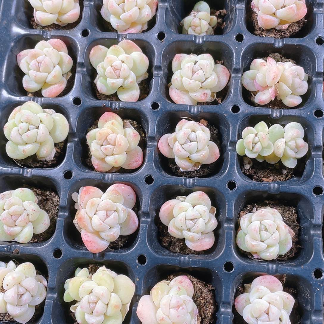 白体冰玉穴一个满25包邮