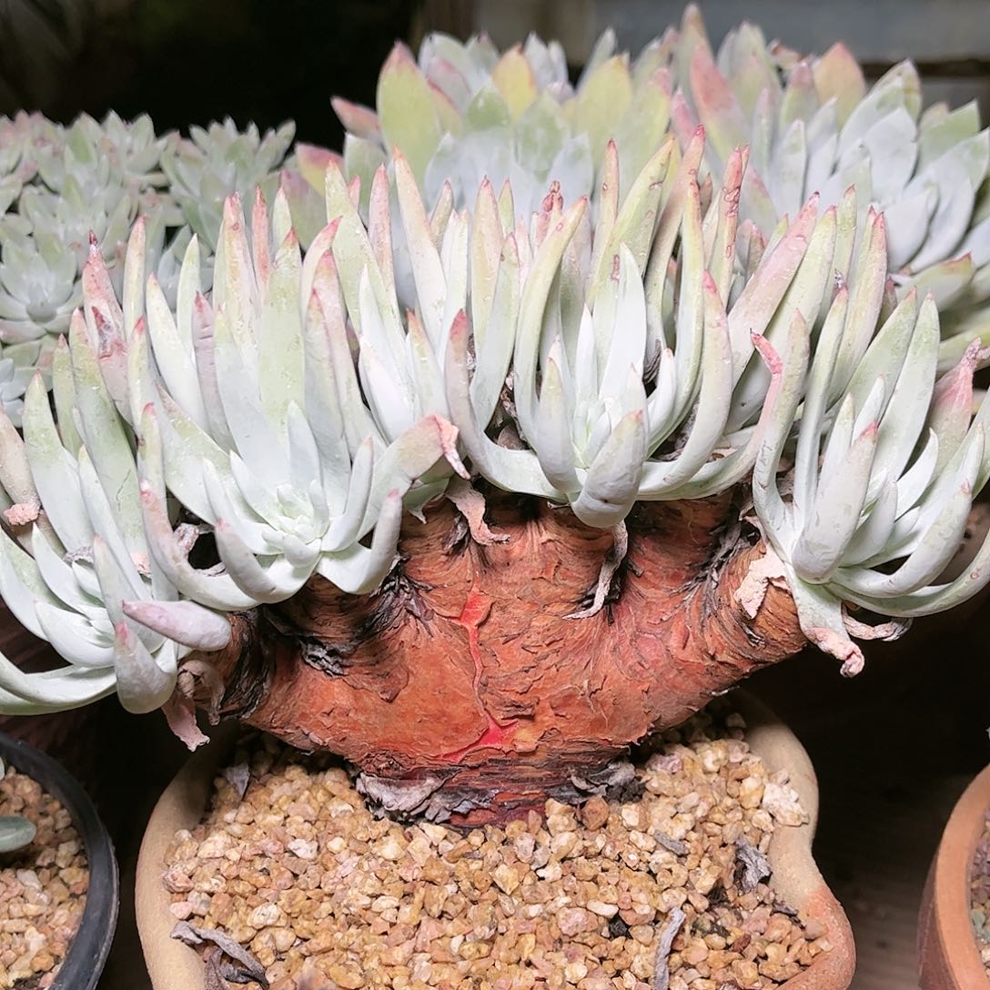 哈哈哈哈维金斯太多肉9271