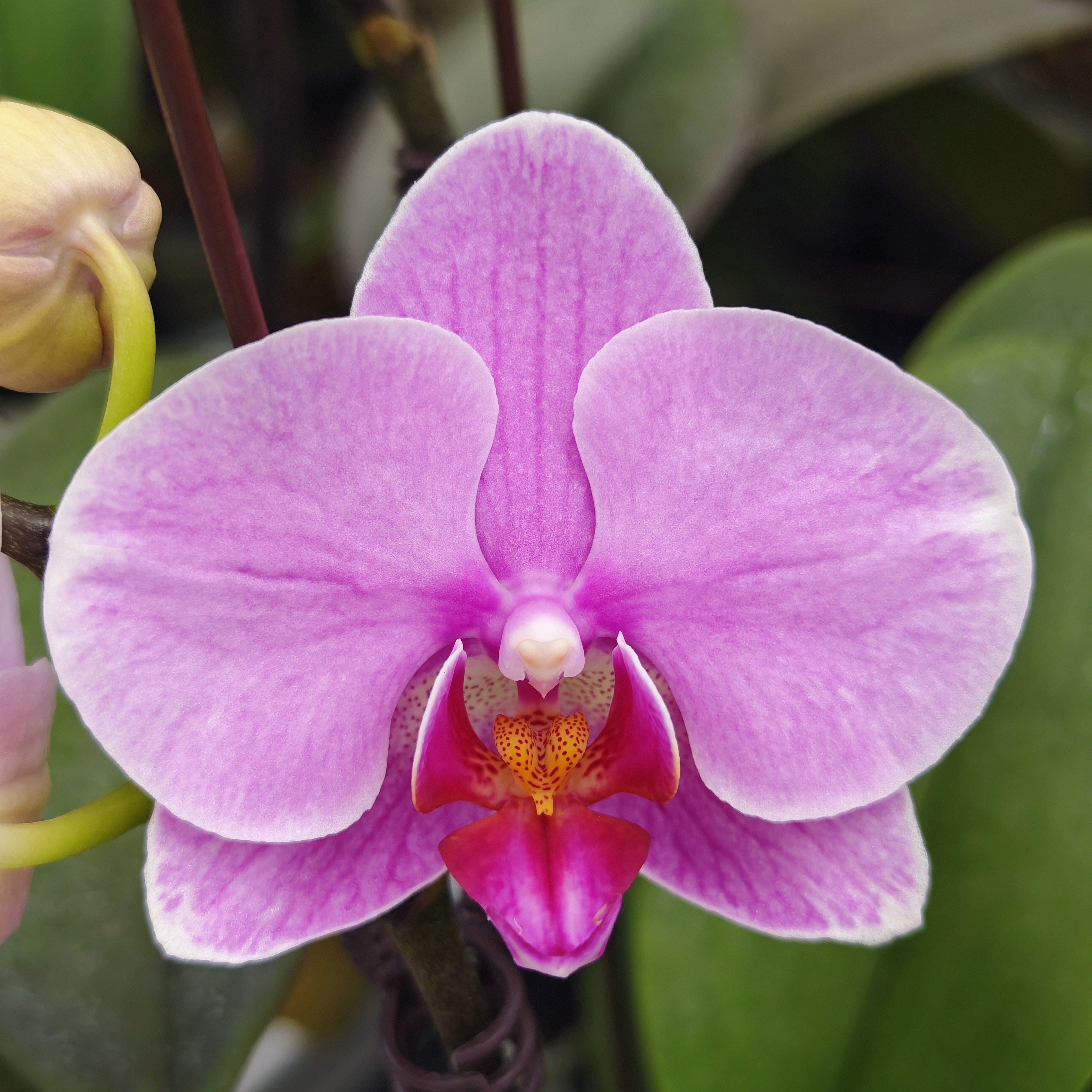 蝴蝶兰【紫蝶】颜色高级好养耐开 2.8寸杯 带花带花苞 基地直发