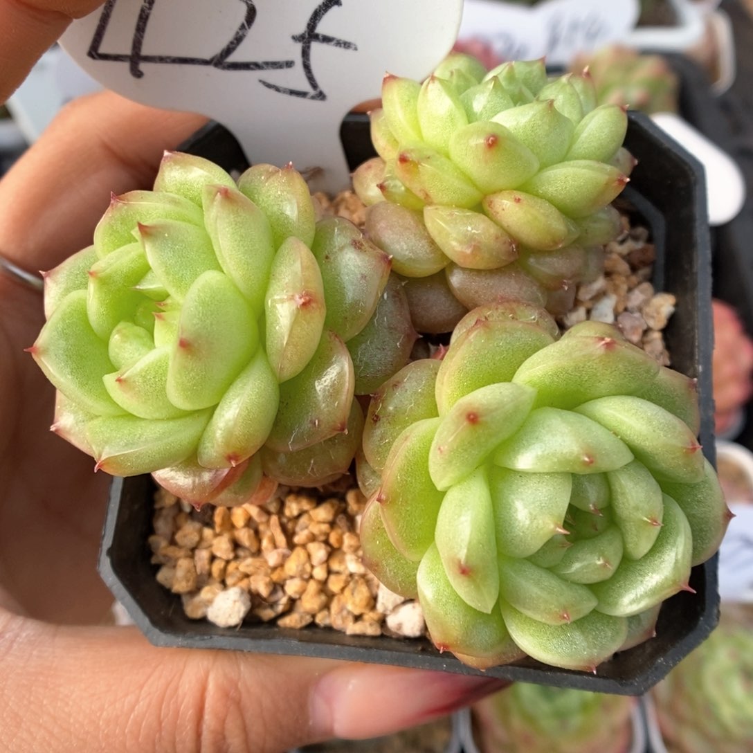 灯泡珍妮群生425号。 