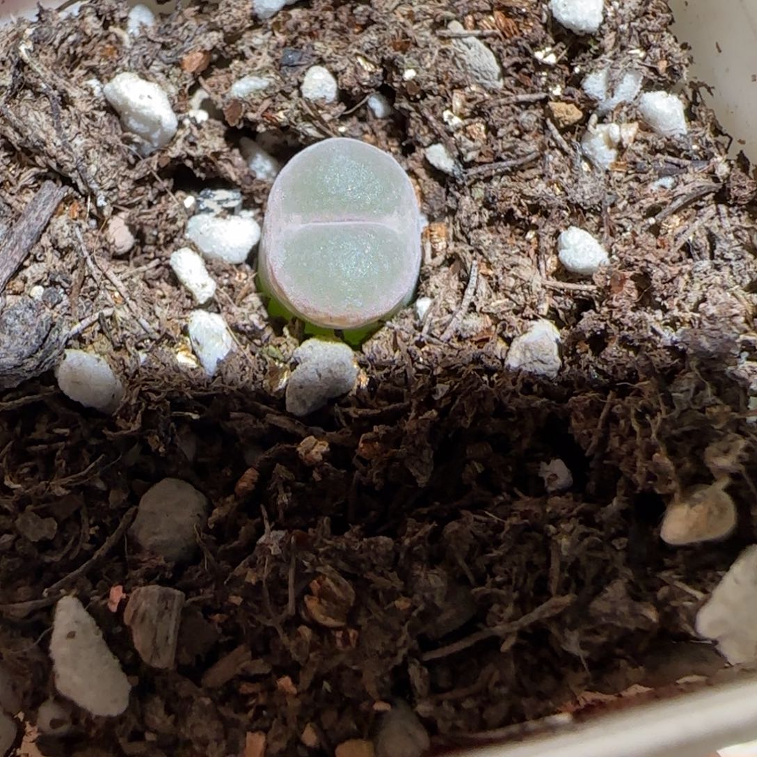 肉锥多肉植物好看-粉安格616