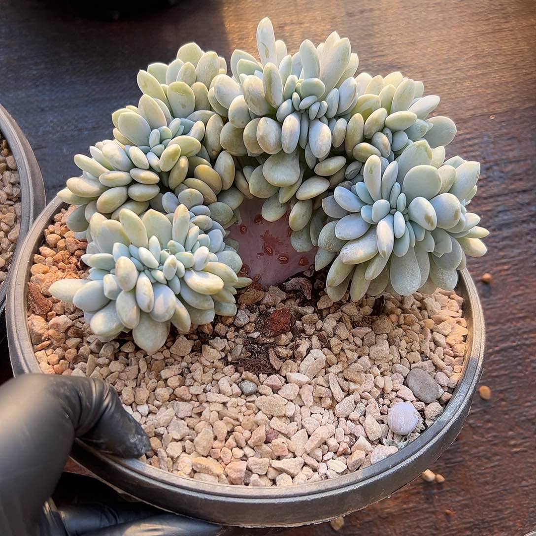 粉兔缀00000000000000