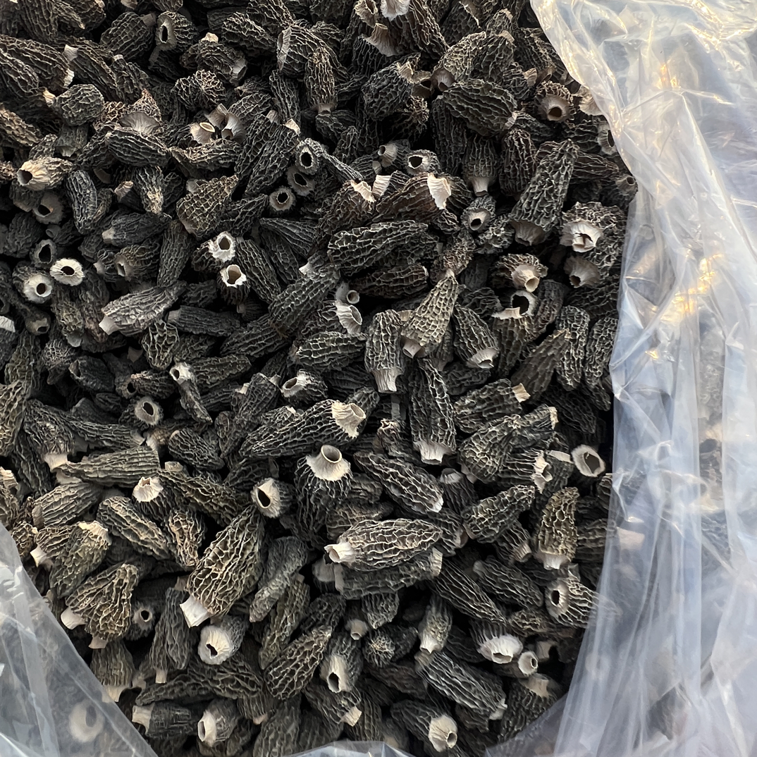 剪柄G10羊肚菌1211