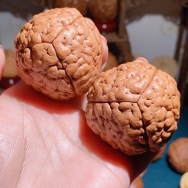 野生三瓣脑纹大金刚4551