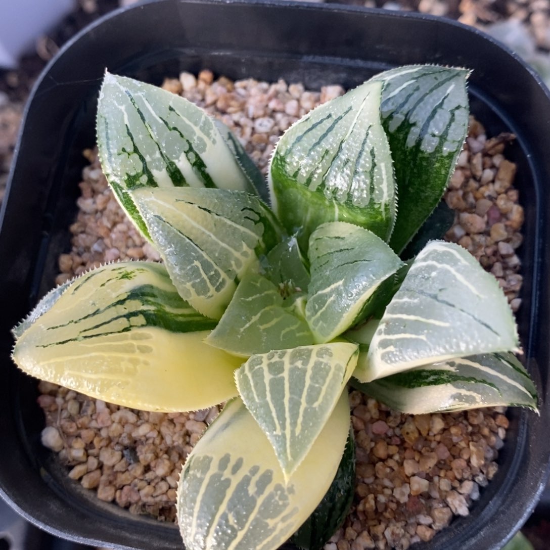 一颗实生磨面寿锦。 