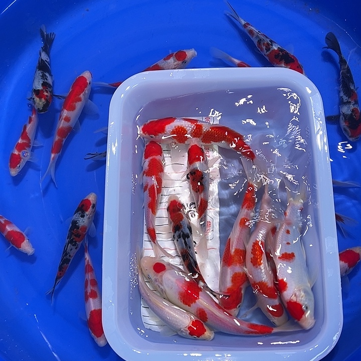 海水鱼锦鲤的尾巴和翅膀