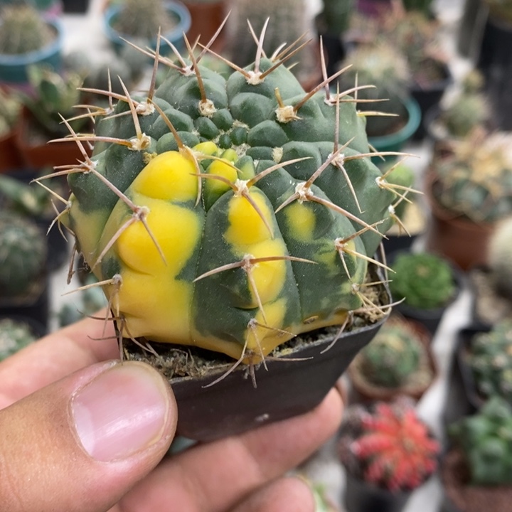 实生裸额锦特价福利