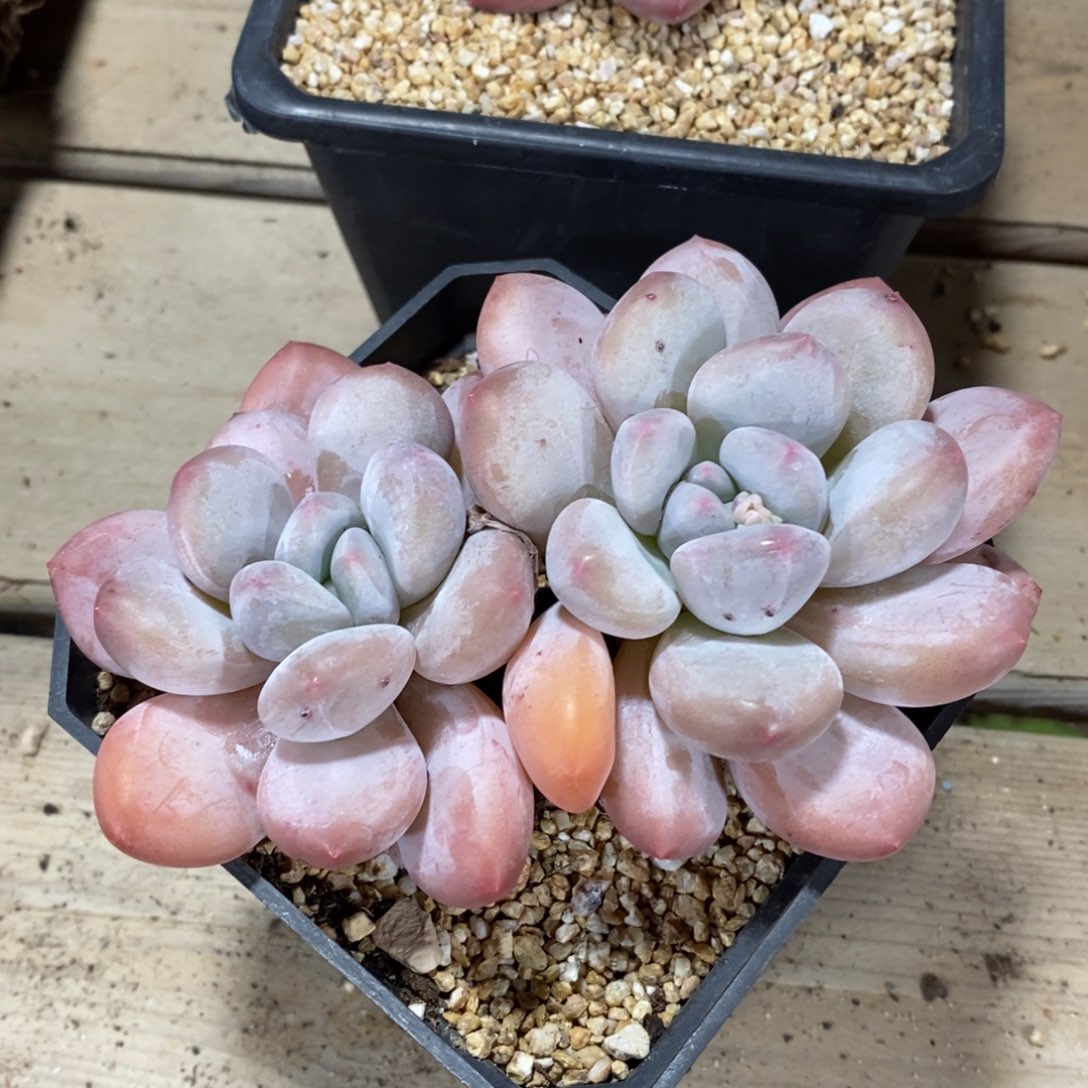 自助下单一物一拍多肉下滑有惊喜